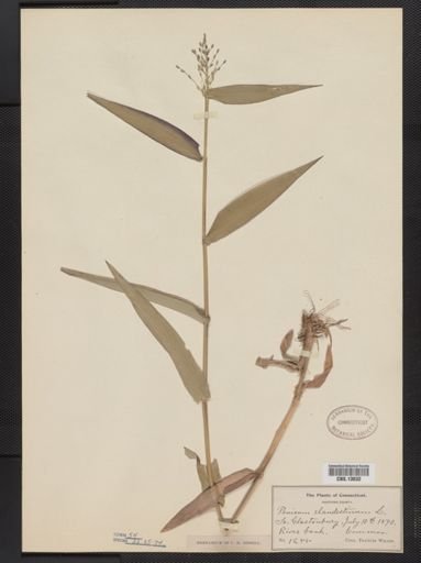 Panicum clandestinum