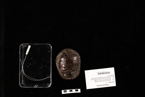 Chrysemys picta picta