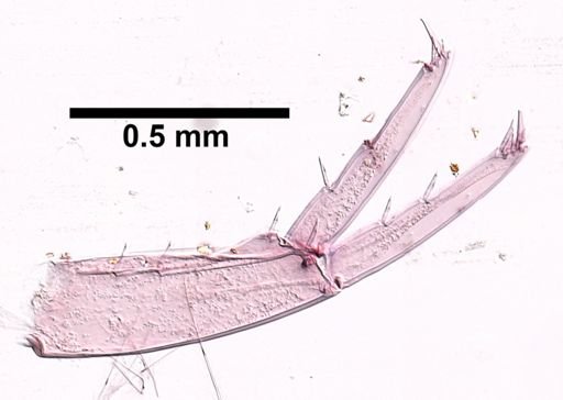 Hyalella cf. azteca