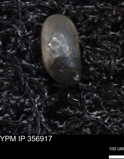 undet. Foraminiferida