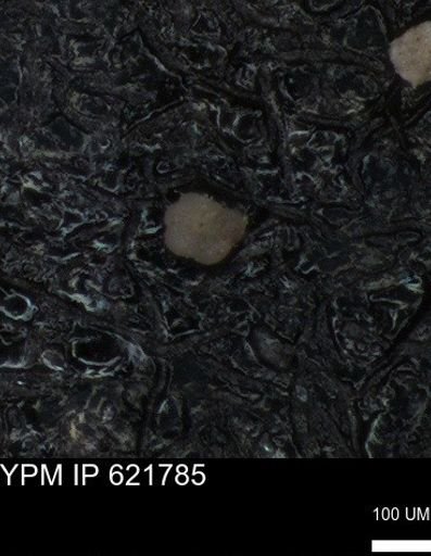 undet. Rugoglobigerinidae