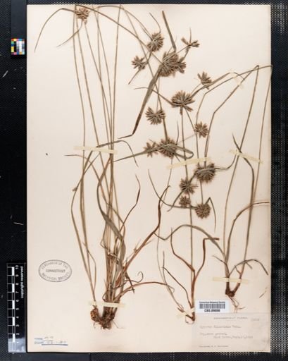 Cyperus filicinus