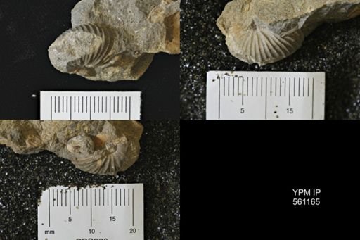 Scaphites sp.