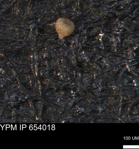 Clathrocyclas (Clathrocyclas) irrasa