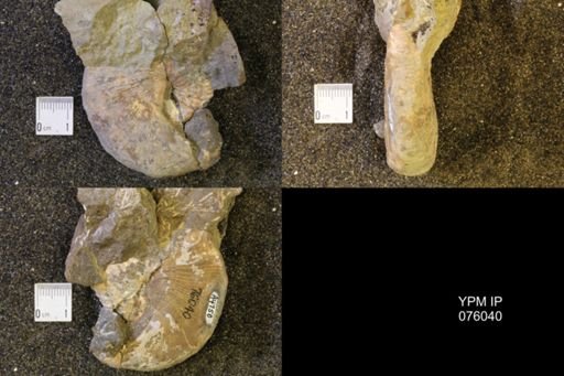 Hoploscaphites birkelundi