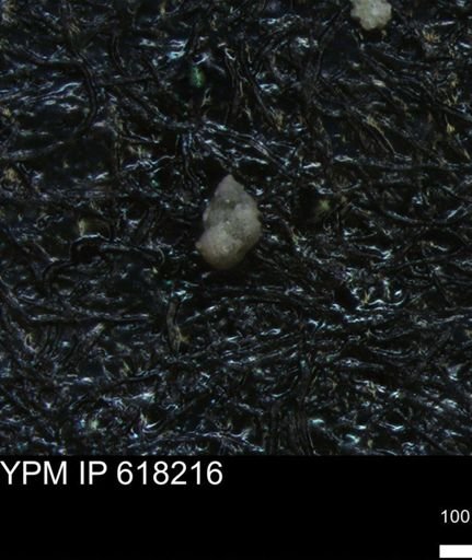 undet. Heterohelicidae