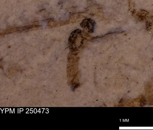 undet. Diptera