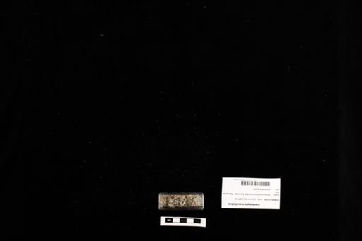 Trachylepis maculilabris