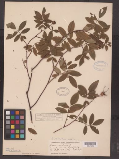 Rosa palustris