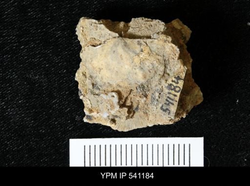 Sowerbyella sp.
