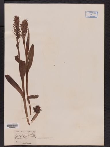 Orchis