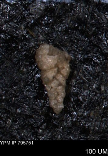 Verneuilina canadensis