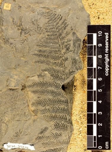 Pecopteris delicatula