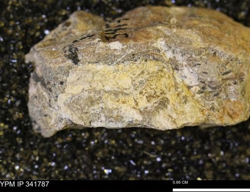 undet. Mollusca