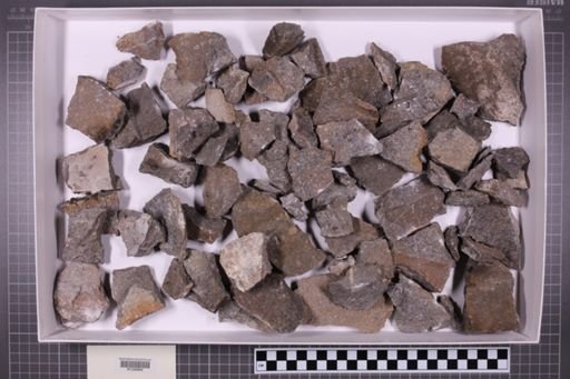 mixed taxa, stratigraphic collection