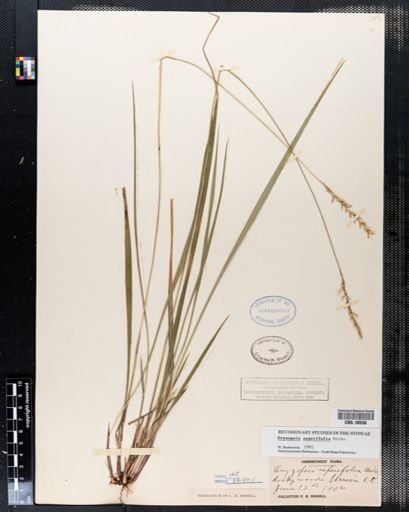 Oryzopsis asperifolia