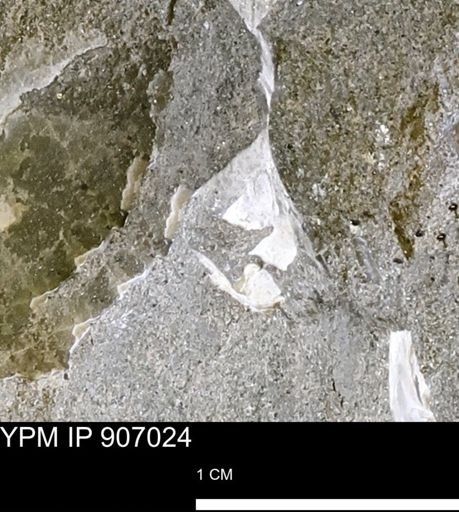 undet. Mollusca