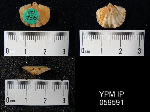 Leptocoelia flabellites