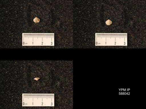 Zygospira modesta