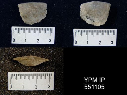 Strophomena planoconvexa