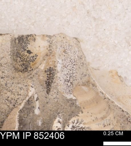 Limopsis striatopunctatus