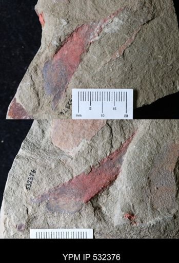 undet. Arthropoda