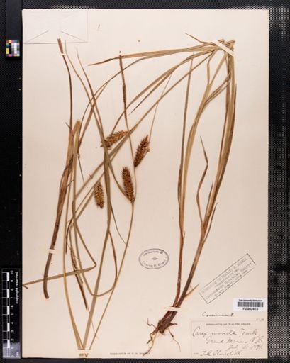 Carex vesicaria