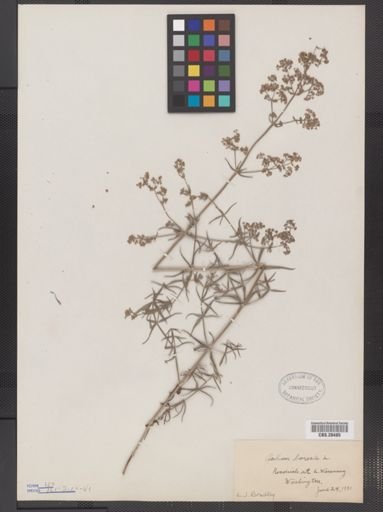 Galium boreale