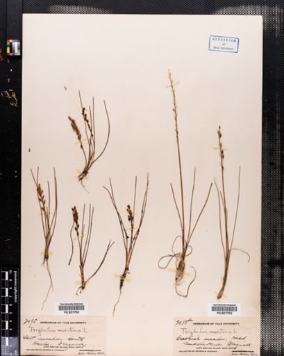 Triglochin maritima