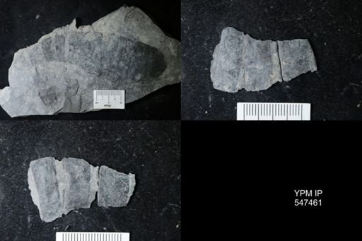 Hughmilleria sp.