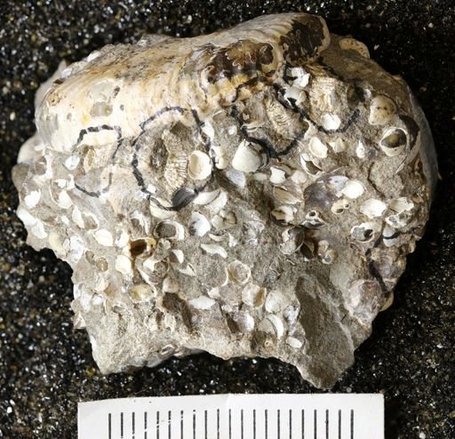 Micrabacia sp.