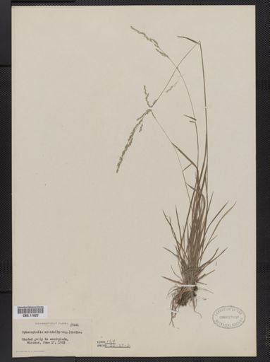 Sphenopholis nitida
