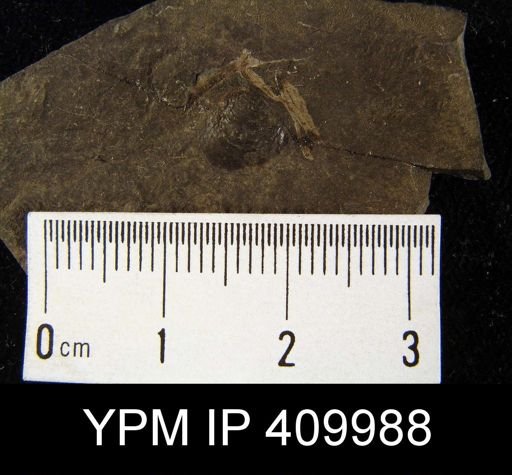 undet. Brachiopoda