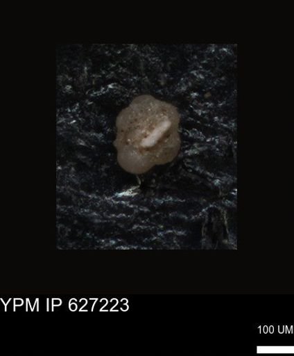 undet. Foraminiferida