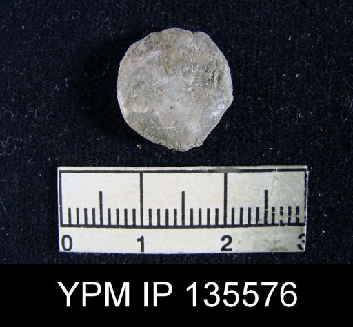 Spirigerella numismalis