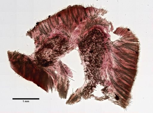 Terpios fugax