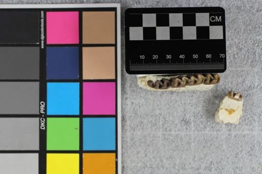 Mesohippus