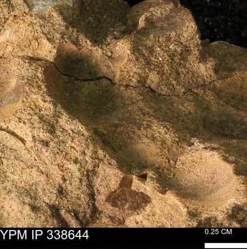 undet. Mollusca
