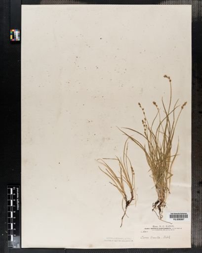 Carex disperma