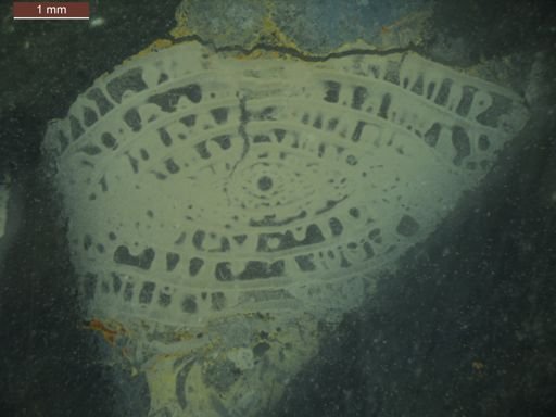 Schwagerina pugunculus
