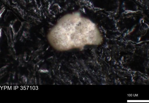 undet. Foraminiferida