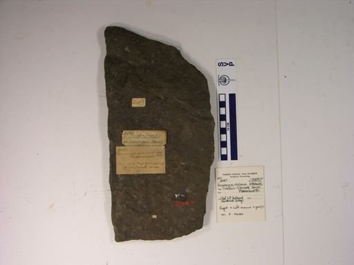 Anomoepus minimus