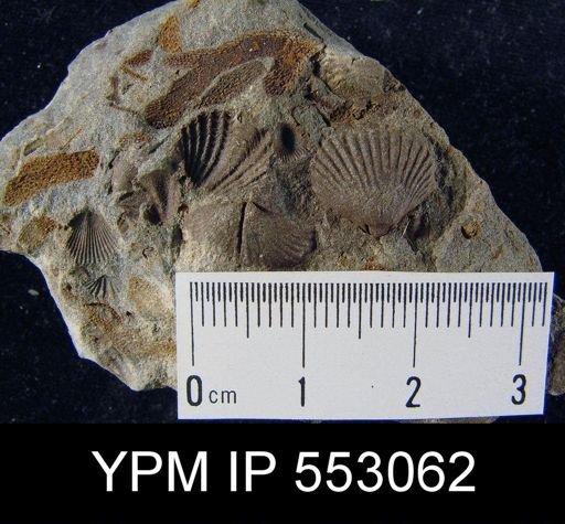 Camarotoechia sp.