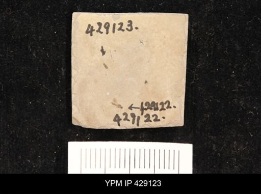 undet. Hexapoda