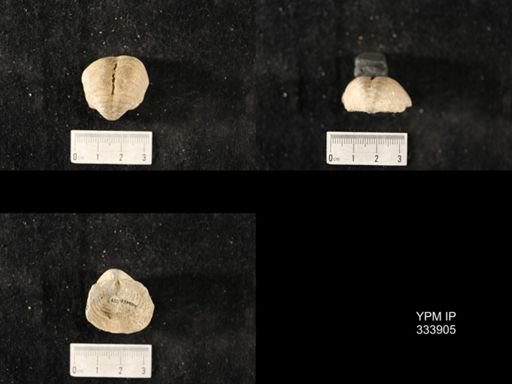 Echinoconchus sp.