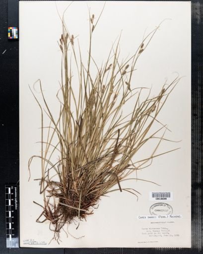 Carex swanii