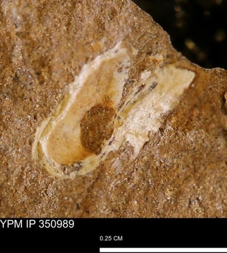 undet. Mollusca