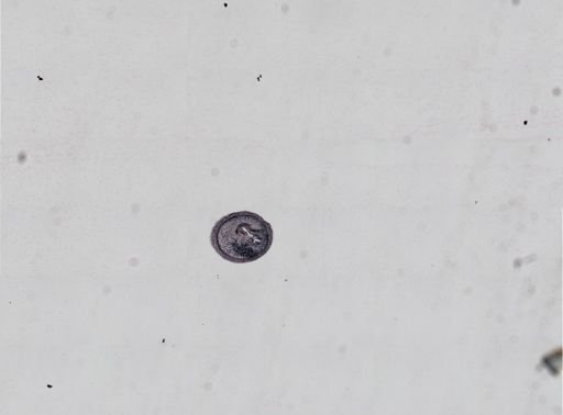 Plagiostomum cinctum