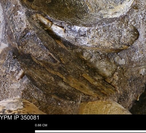 undet. Bivalvia