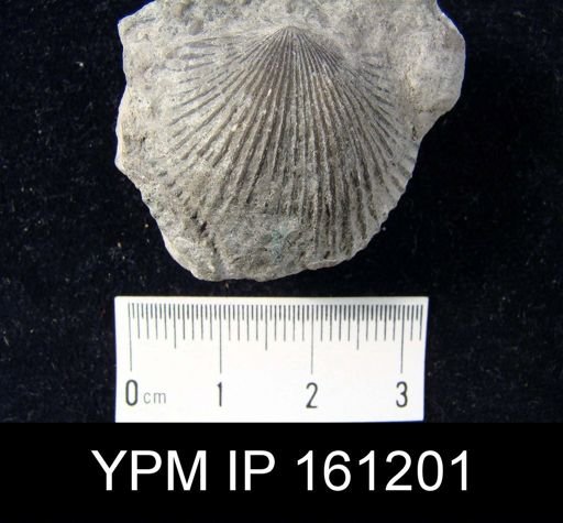 Dinorthis charletona